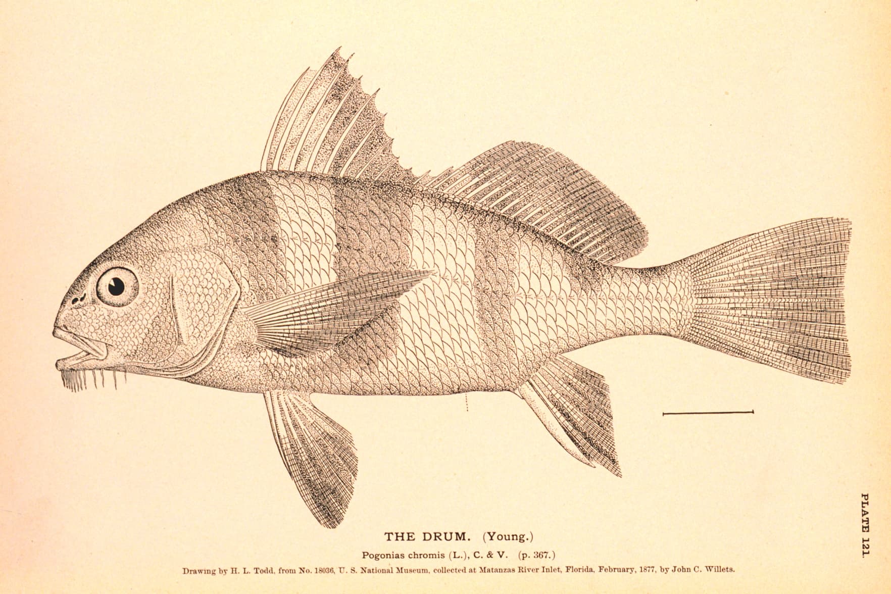 Drawing of a young black drum with broad dark vertical bars and chin barbels