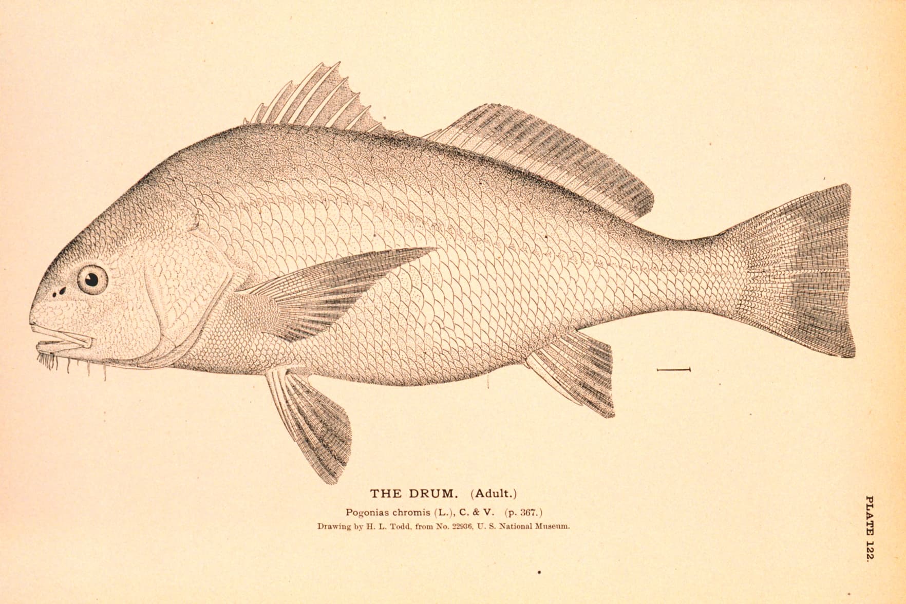 Drawing of an adult black drum: deep body and high arched back