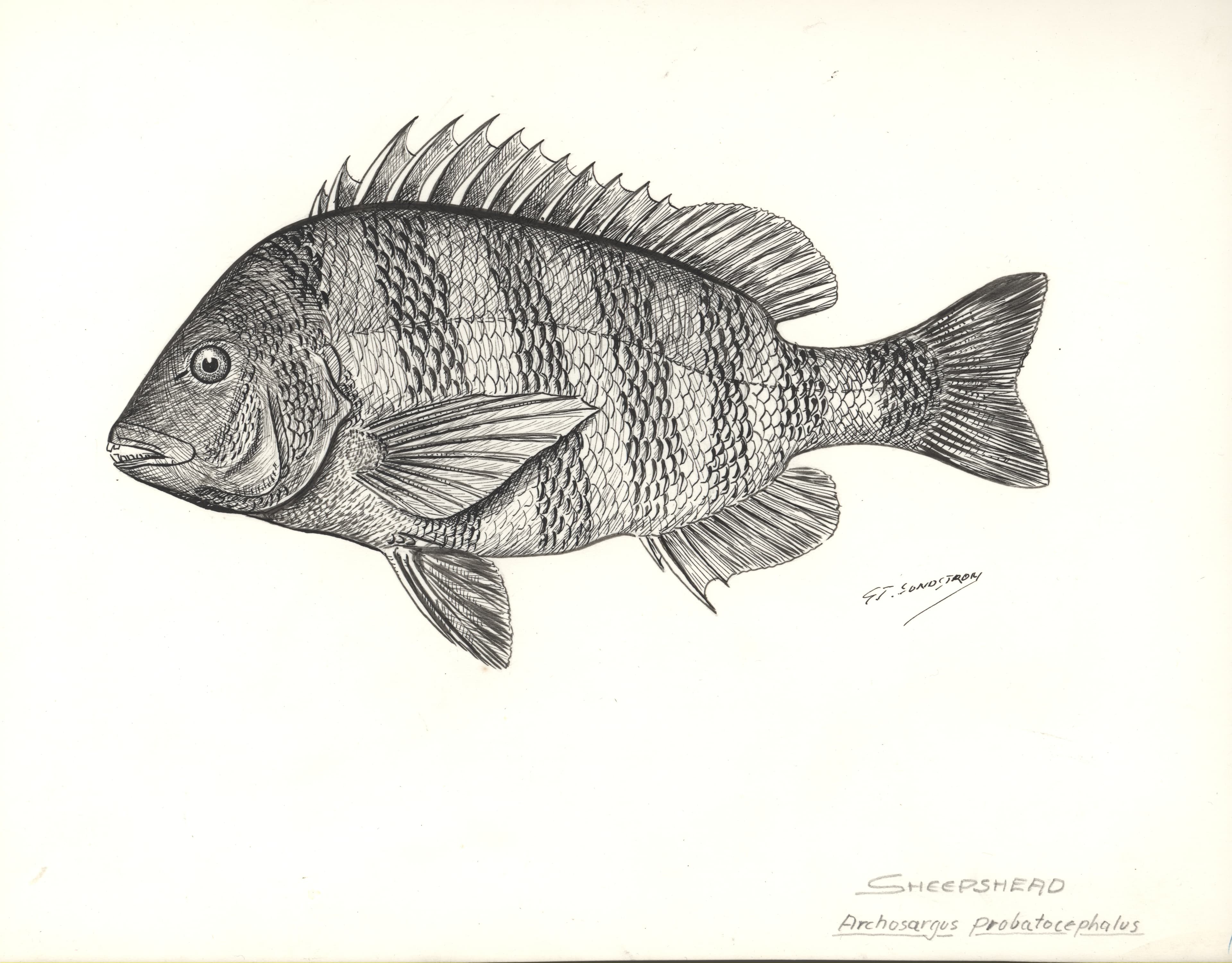 Pencil drawing of a sheepshead showing its dark vertical bars and spiny dorsal fin