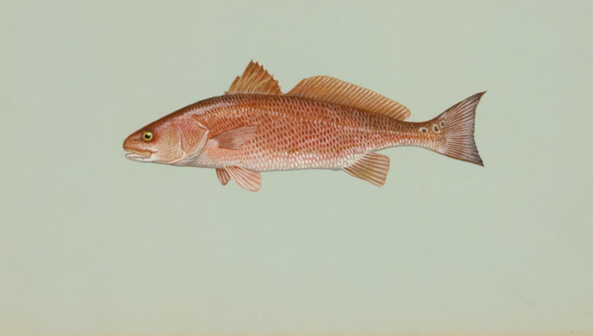 Painting of a red drum (redfish) in side view
