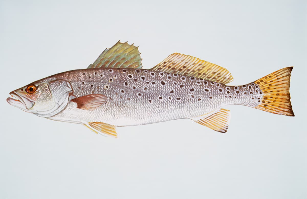 Painting of a spotted seatrout in side view, with black spots over the back, fins and tail